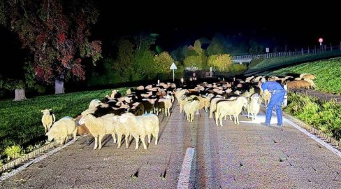 Niederteufen AR: 120 Schafe büxen aus und blockieren Strasse