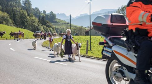Appenzell AI: Grossviehschau sorgt für Wartezeiten