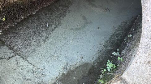 Marbach SG: Farbrückstände töten Fische im Bach